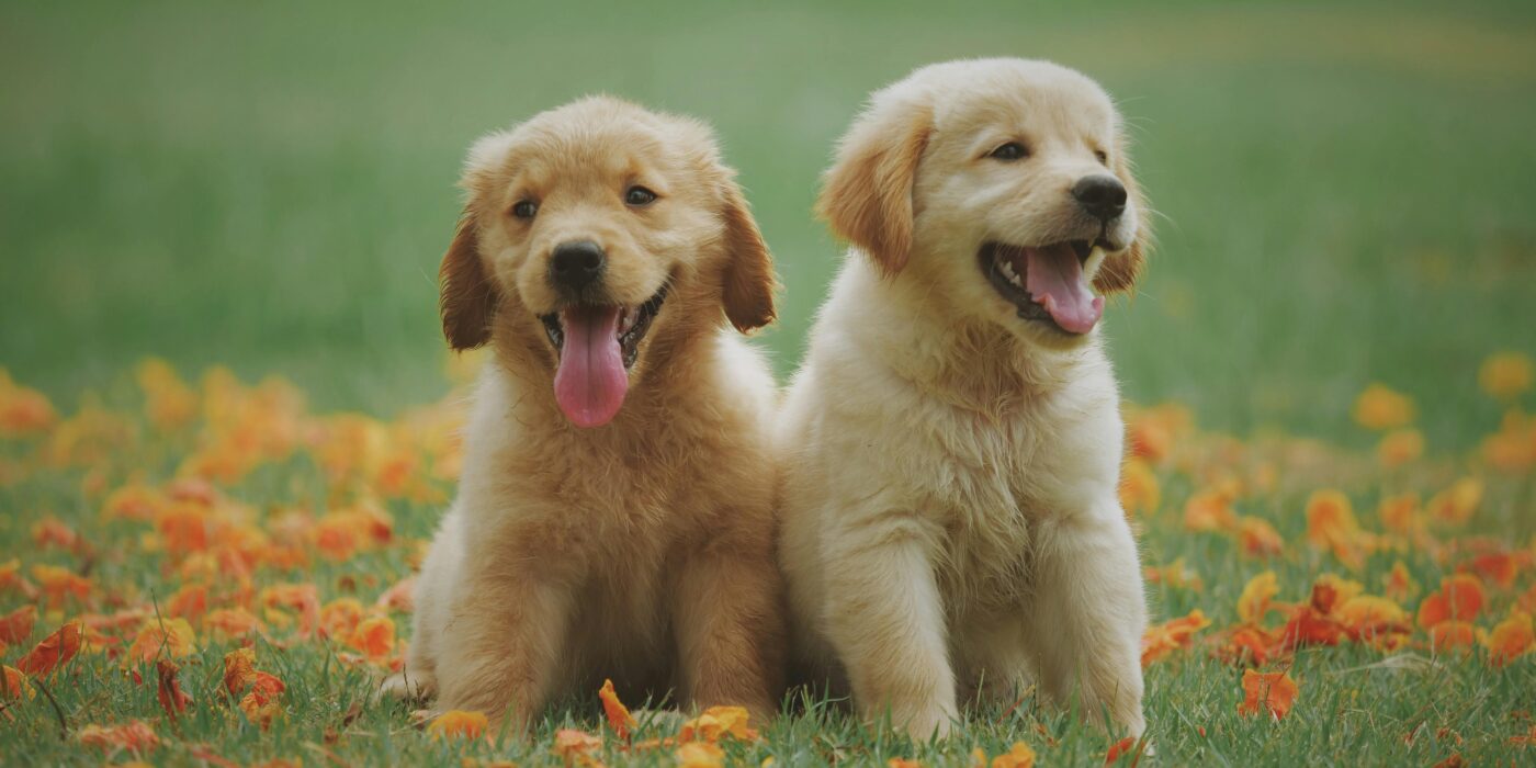 Two yellow puppies sitting in green grass to potty train