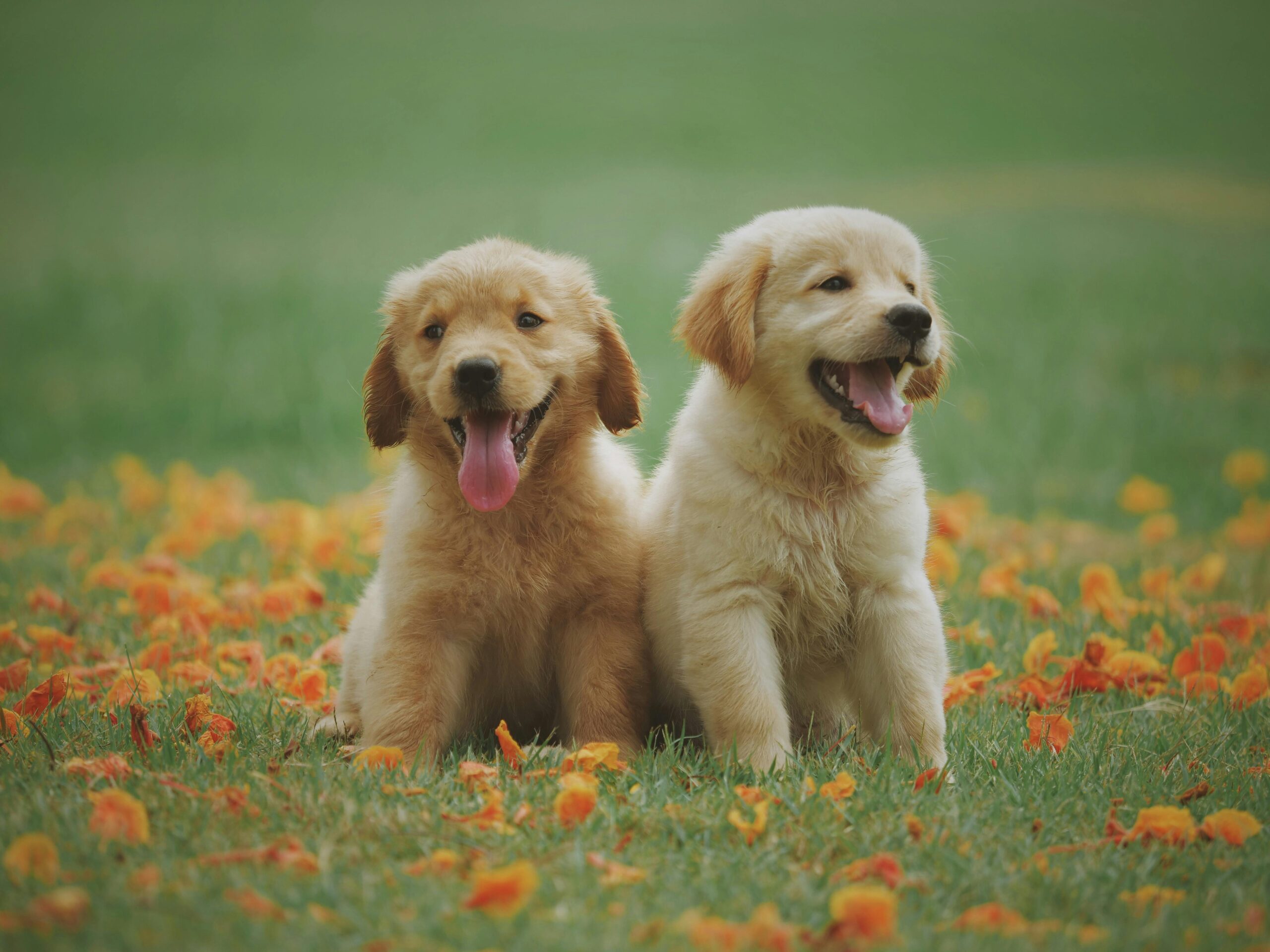 Two yellow puppies sitting in green grass to potty train