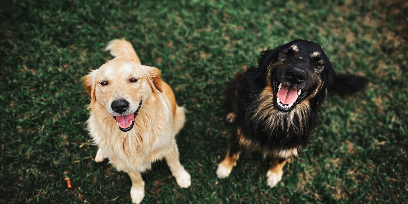A brown dog and a black dog sitting on green grass looking up and smiling with good dog dental hygiene