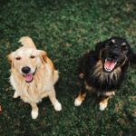 A brown dog and a black dog sitting on green grass looking up and smiling with good dog dental hygiene