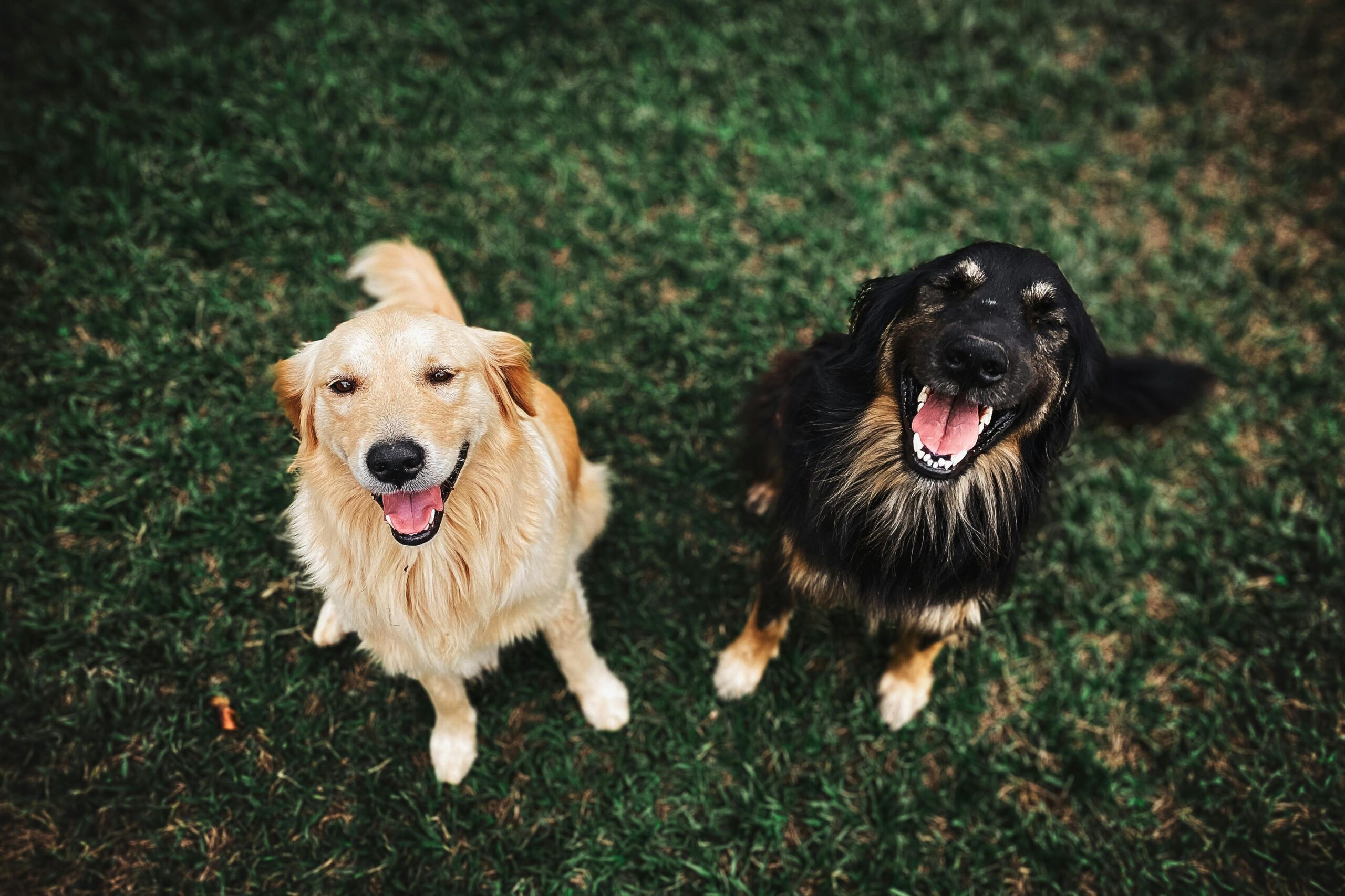 A brown dog and a black dog sitting on green grass looking up and smiling with good dog dental hygiene