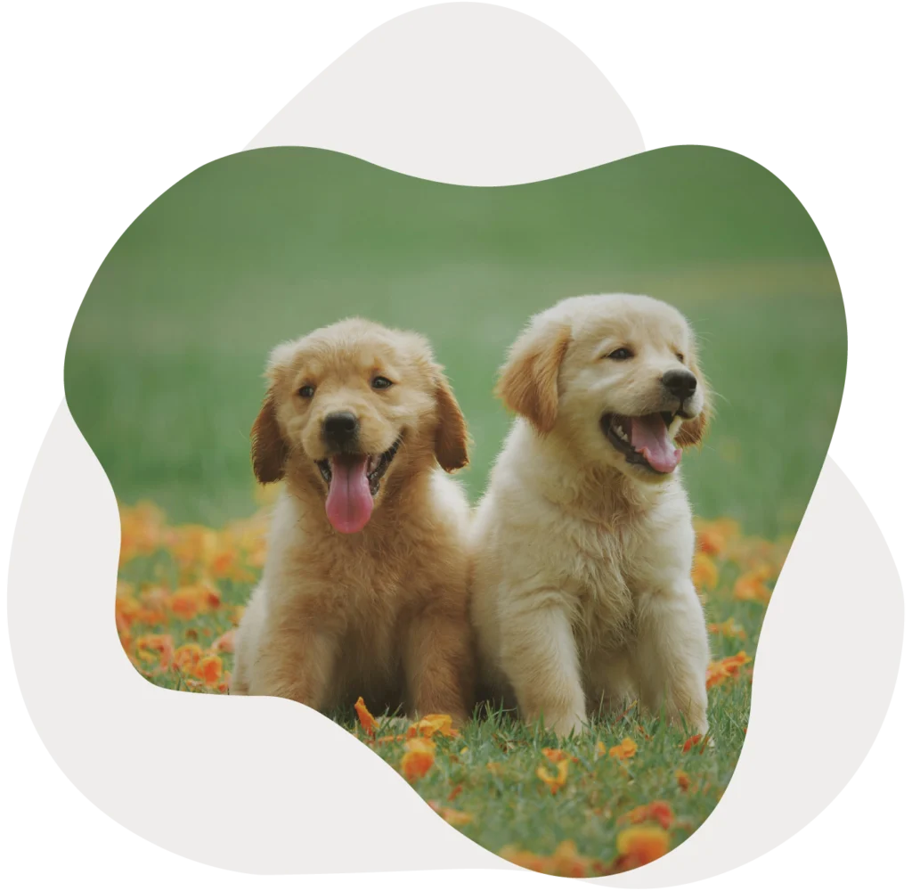 Two happy golden retriever puppies sitting in a grassy yard, promoting pooper scooper service in Fishers, Indiana and surrounding areas.