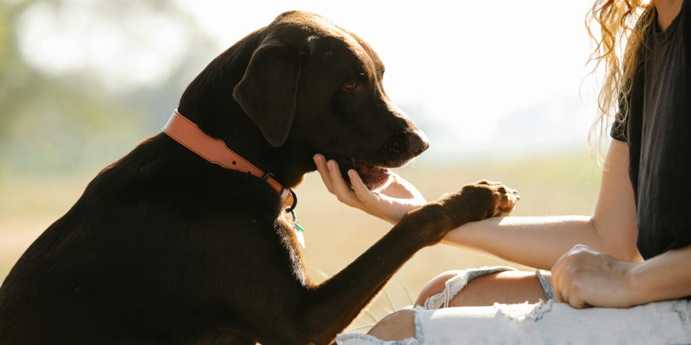 A black dog putting its paw on a woman's arm who is checking the dog to prevent fleas and ticks