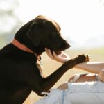 A black dog putting its paw on a woman's arm who is checking the dog to prevent fleas and ticks