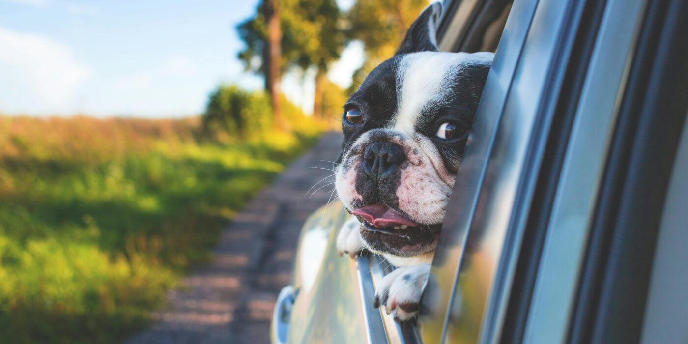 A small black and white dog putting its head out of the window of a car for how to travel with a dog