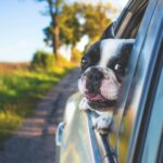 A small black and white dog putting its head out of the window of a car for how to travel with a dog