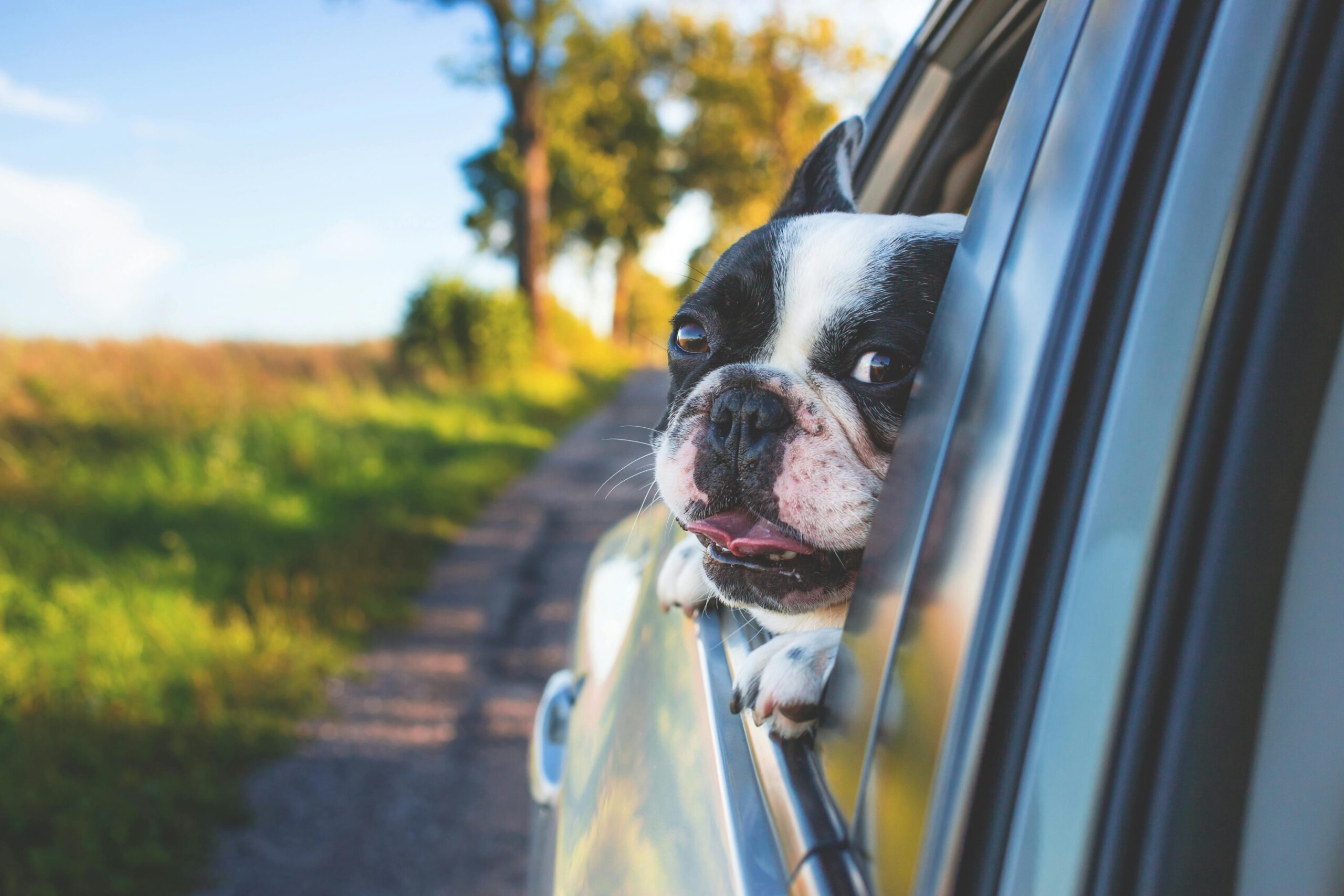 A small black and white dog putting its head out of the window of a car for how to travel with a dog