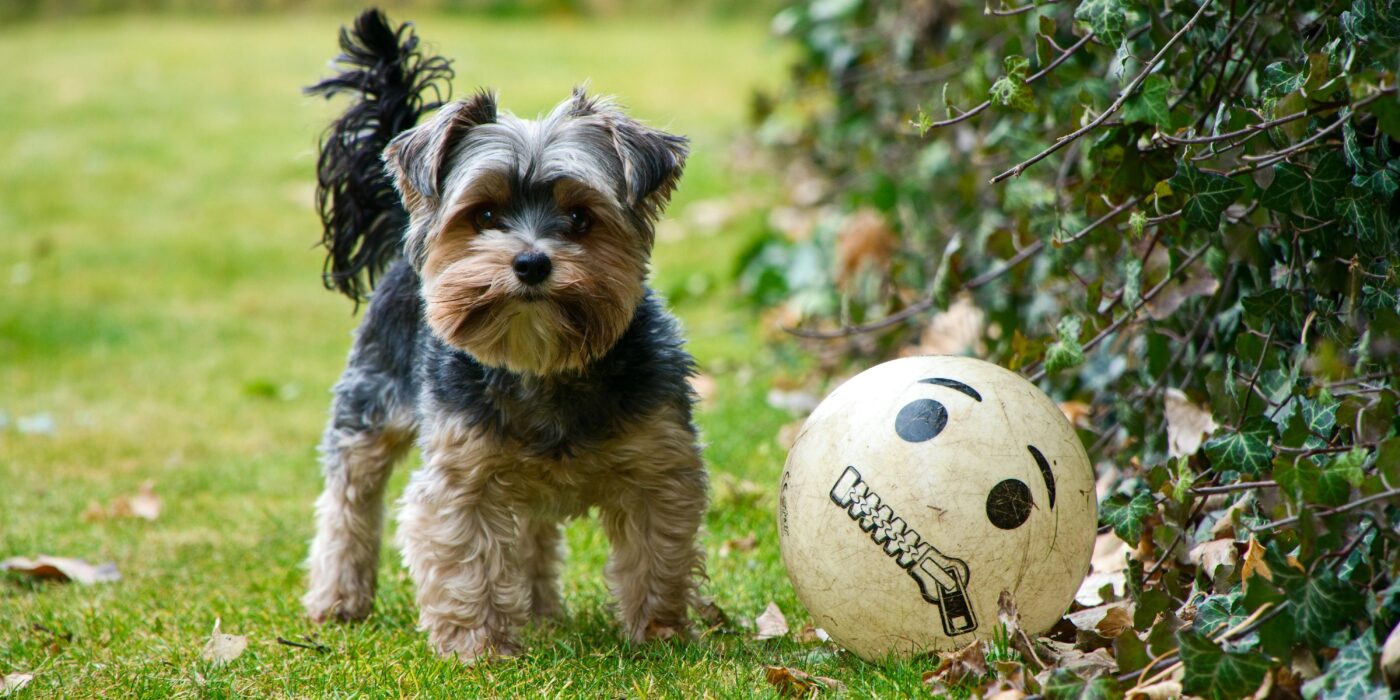 A brown and gray terrier standing on green grass lawn next to trees with green leaves playing with a yellow ball which can stop your dog from ruining your lawn