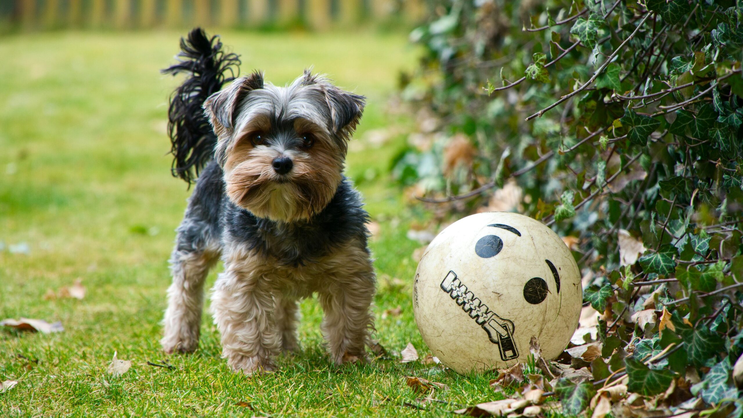 A brown and gray terrier standing on green grass lawn next to trees with green leaves playing with a yellow ball which can stop your dog from ruining your lawn