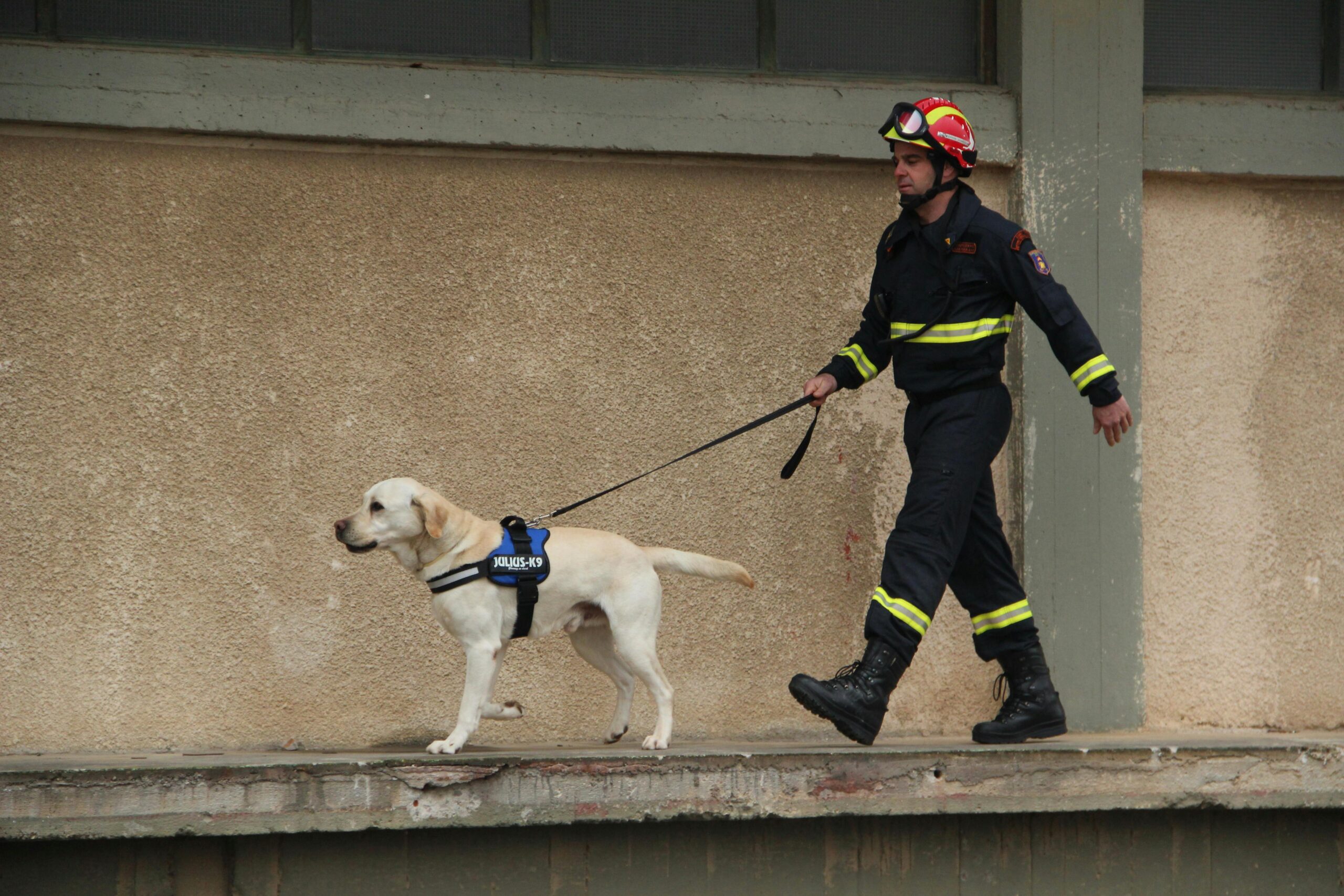 A white dog being walked on a leash by a worker in black emergency clothes for pet preparedness