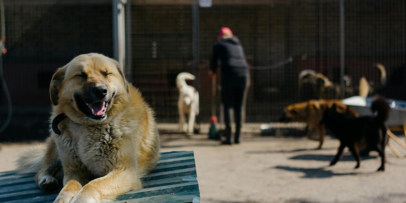 A brown dog sitting on a green table while a person in black clothing helps a white dog in the background. Pick the right dog breed