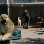 A brown dog sitting on a green table while a person in black clothing helps a white dog in the background. Pick the right dog breed