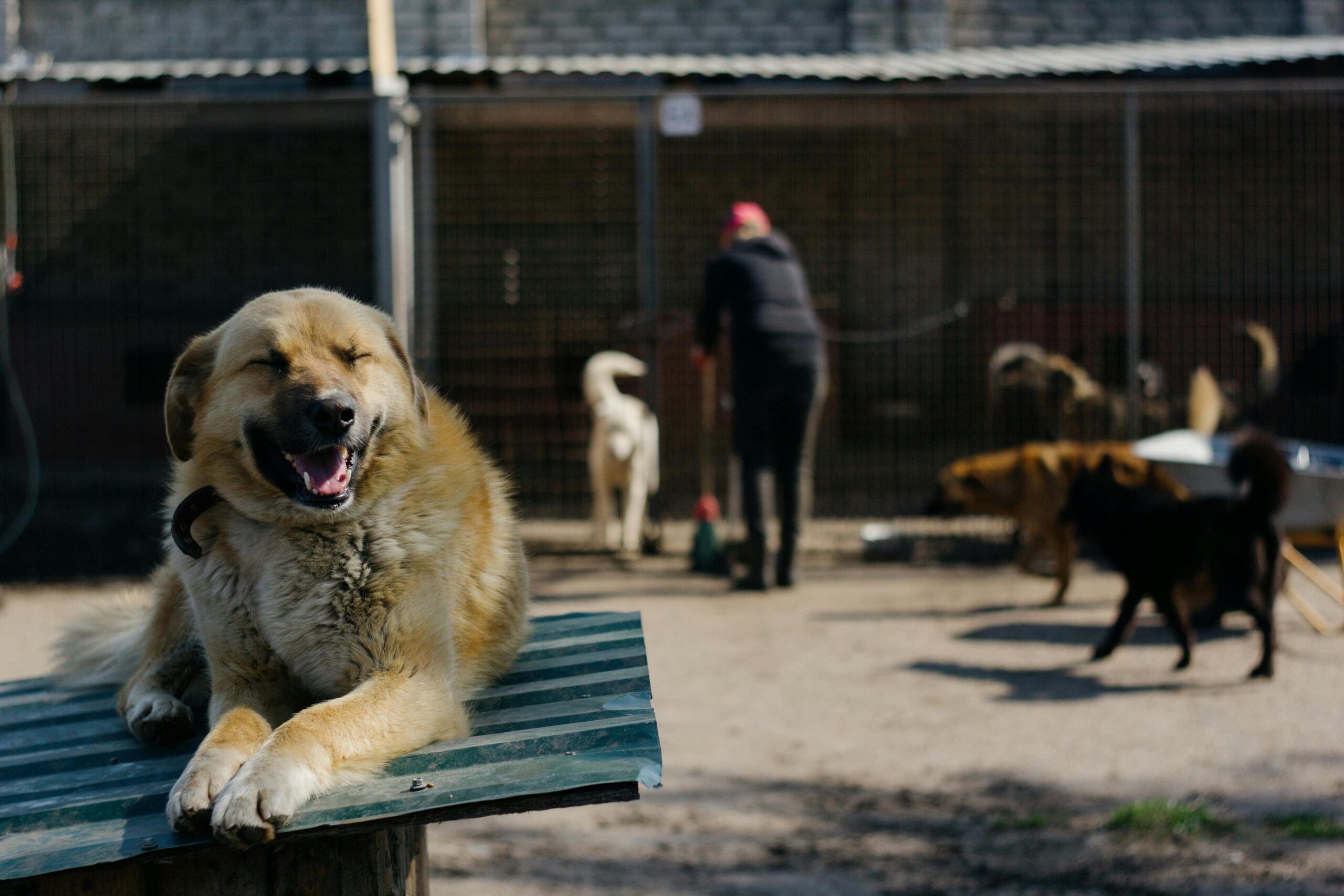 A brown dog sitting on a green table while a person in black clothing helps a white dog in the background. Pick the right dog breed