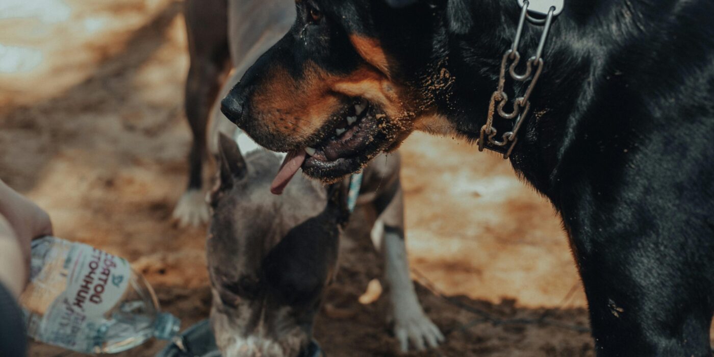 A black dog and brown dog drinking water out of a bowl for dog summer safety