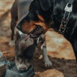 A black dog and brown dog drinking water out of a bowl for dog summer safety