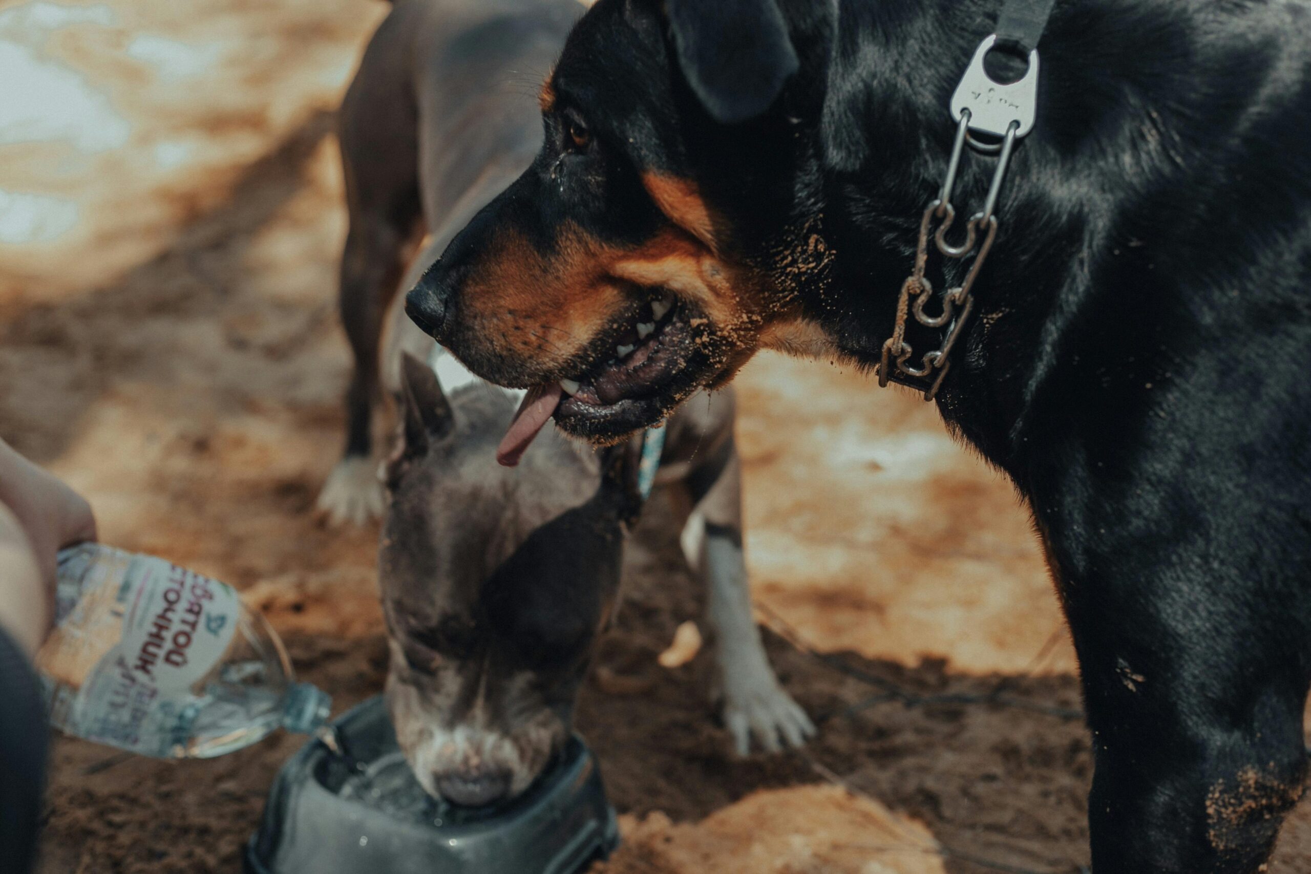A black dog and brown dog drinking water out of a bowl for dog summer safety