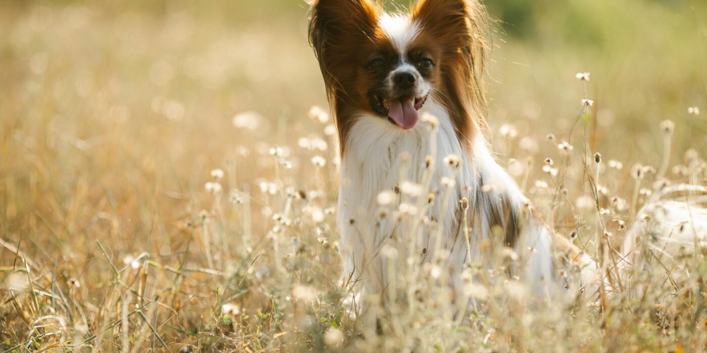 A brown and white dog sitting in a field of brown grass dealing with dog seasonal allergies