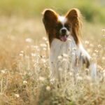 A brown and white dog sitting in a field of brown grass dealing with dog seasonal allergies