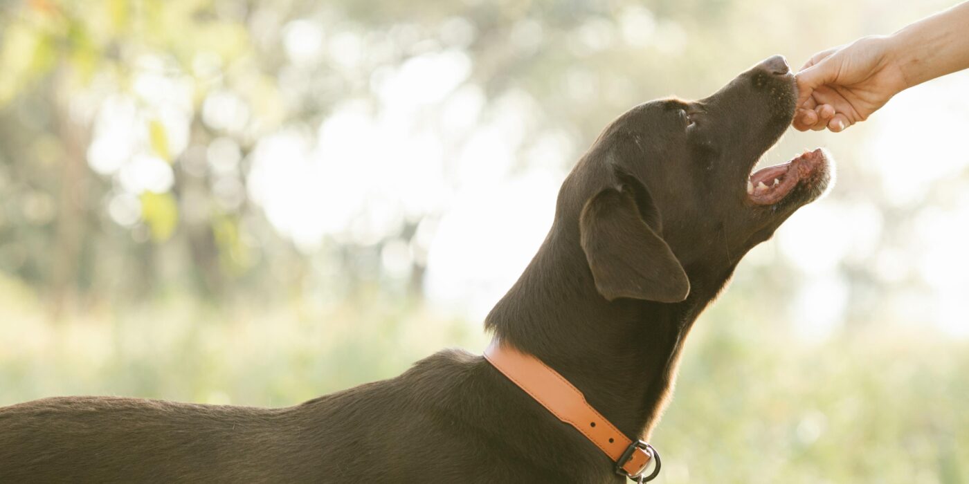 A black dog being fed health dog treats