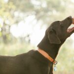 A black dog being fed health dog treats
