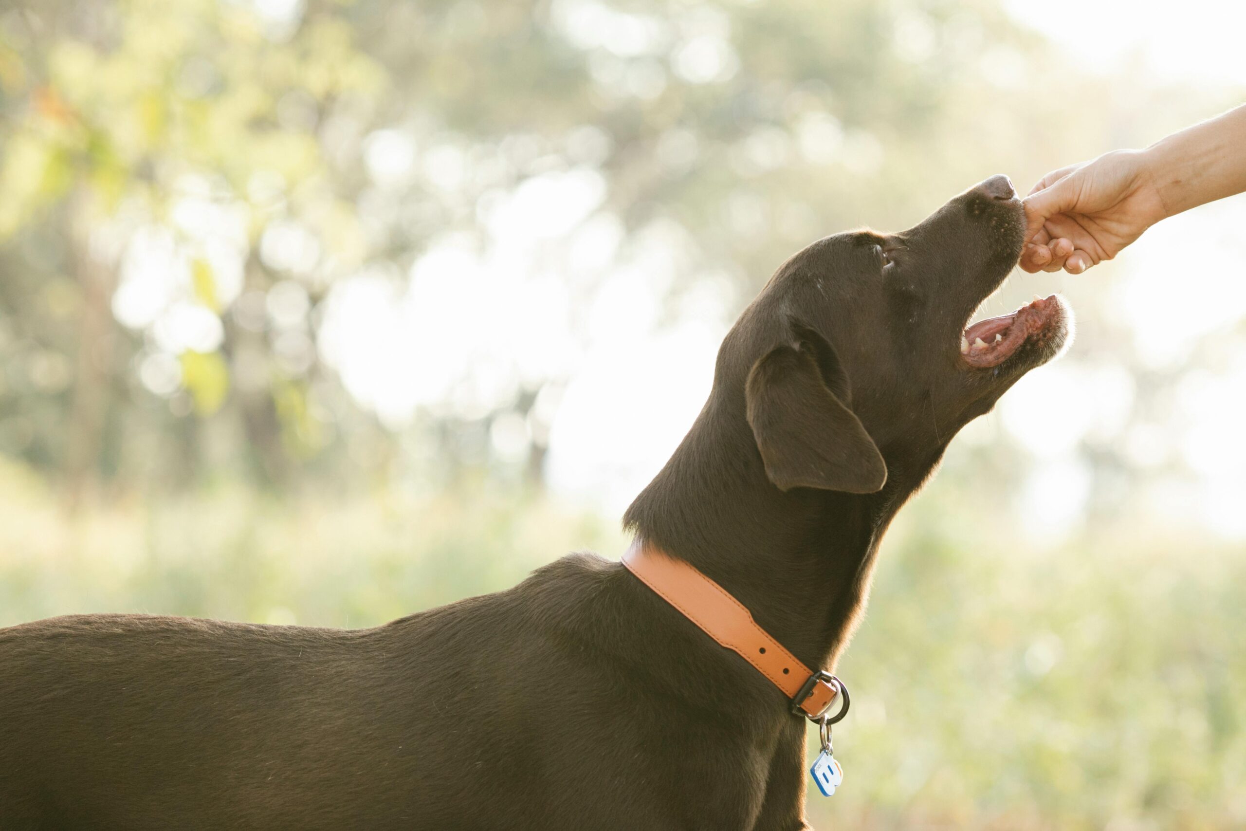 A black dog being fed health dog treats