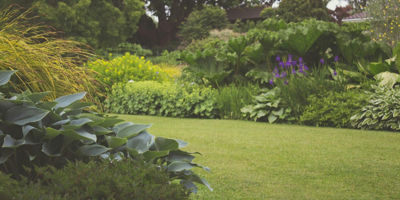 Green grass and plants in a dog friendly yard