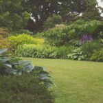 Green grass and plants in a dog friendly yard