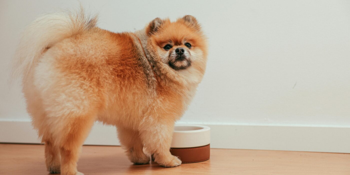 A brown dog next to a bowl of dog food in Indianapolis