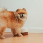 A brown dog next to a bowl of dog food in Indianapolis
