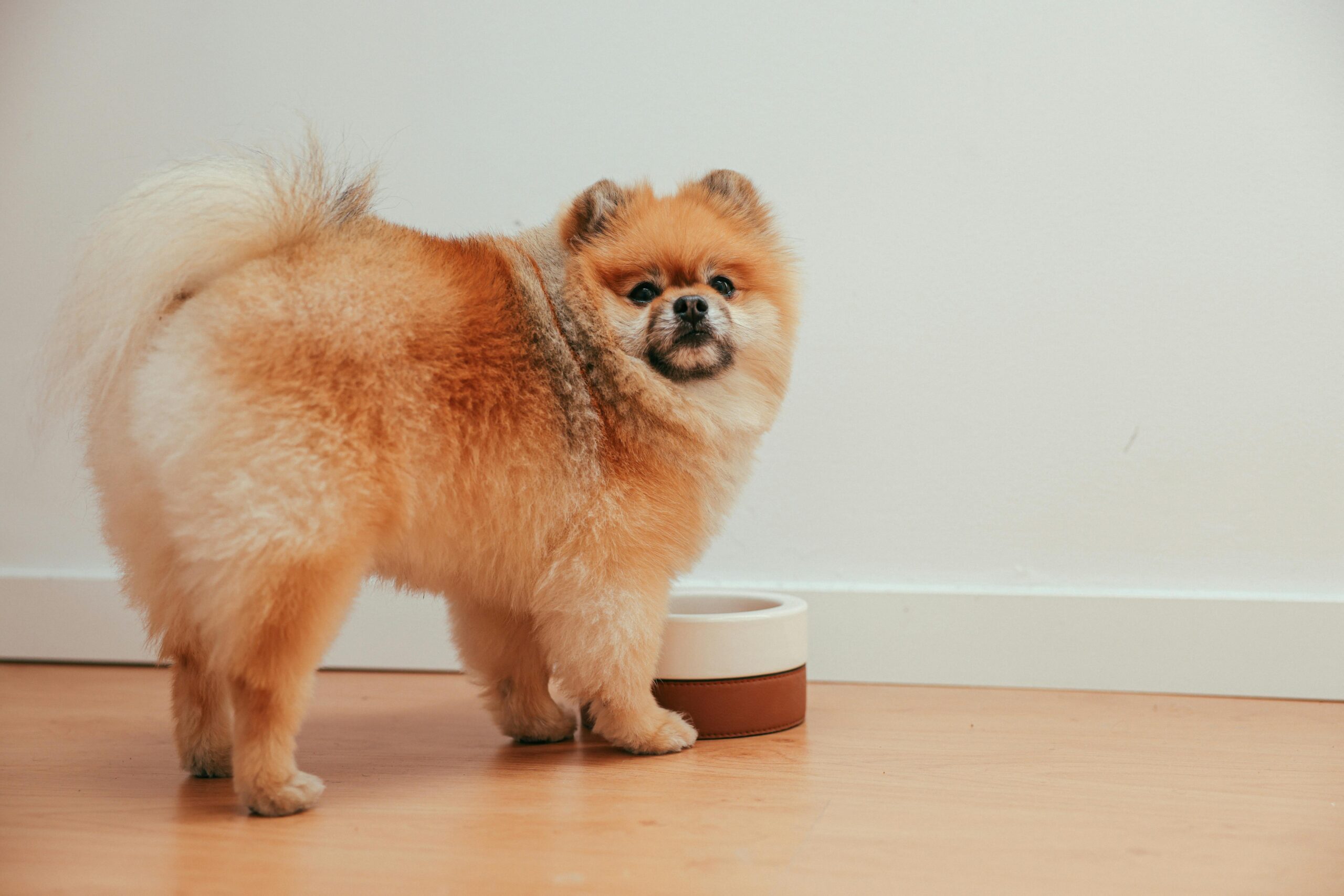 A brown dog next to a bowl of dog food in Indianapolis