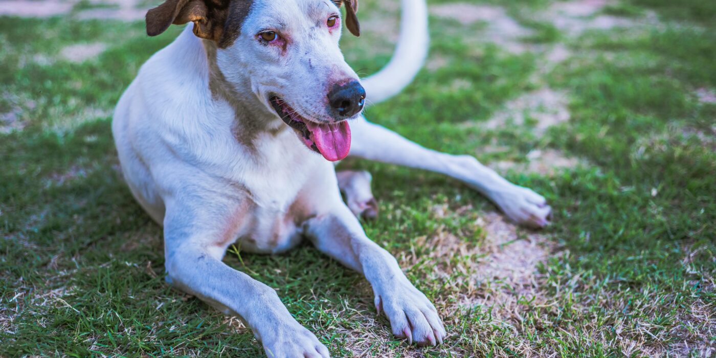 A brown and white dog sitting showing how dog poop harms your lawn