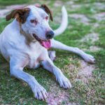 A brown and white dog sitting showing how dog poop harms your lawn