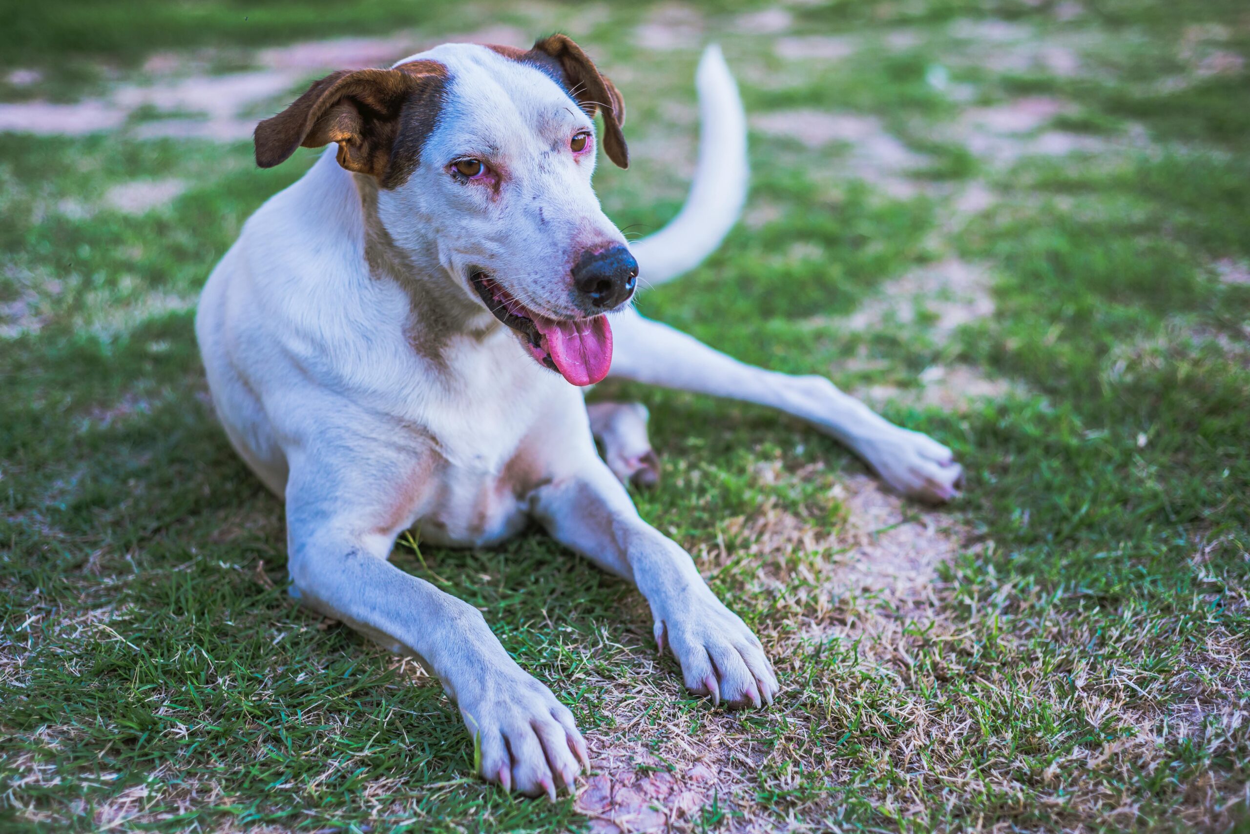 A brown and white dog sitting showing how dog poop harms your lawn