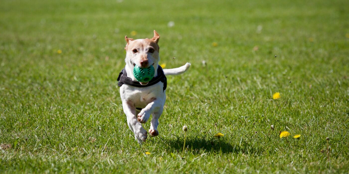A brown and white dog playing with dog safe toys in a yard serviced by a pooper scooper