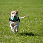 A brown and white dog playing with dog safe toys in a yard serviced by a pooper scooper