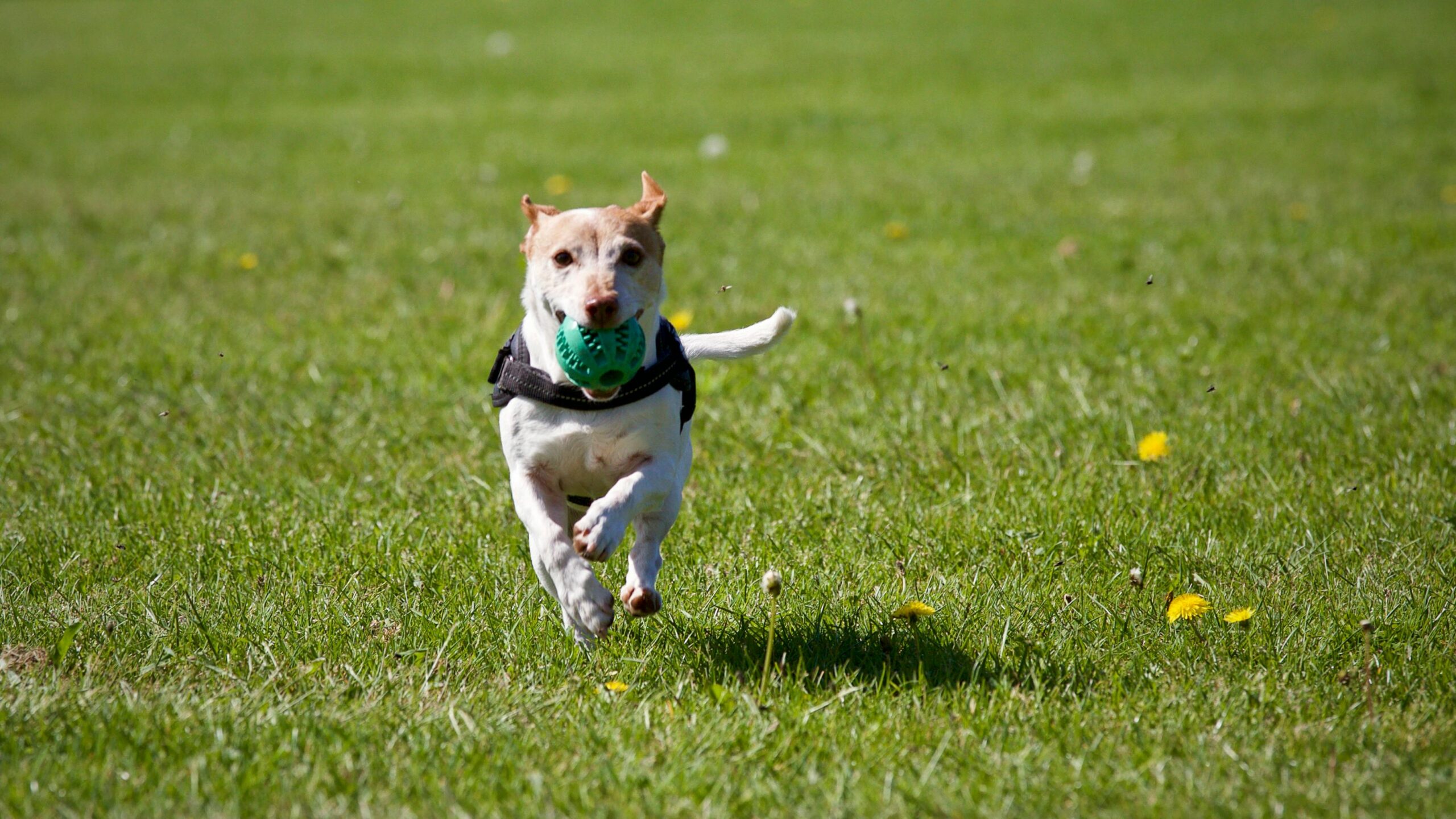 A brown and white dog playing with dog safe toys in a yard serviced by a pooper scooper