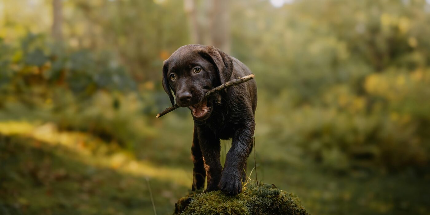 A brown puppy holding a stick in its mouth while on a dog-friendly hiking trip