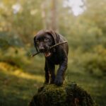 A brown puppy holding a stick in its mouth while on a dog-friendly hiking trip
