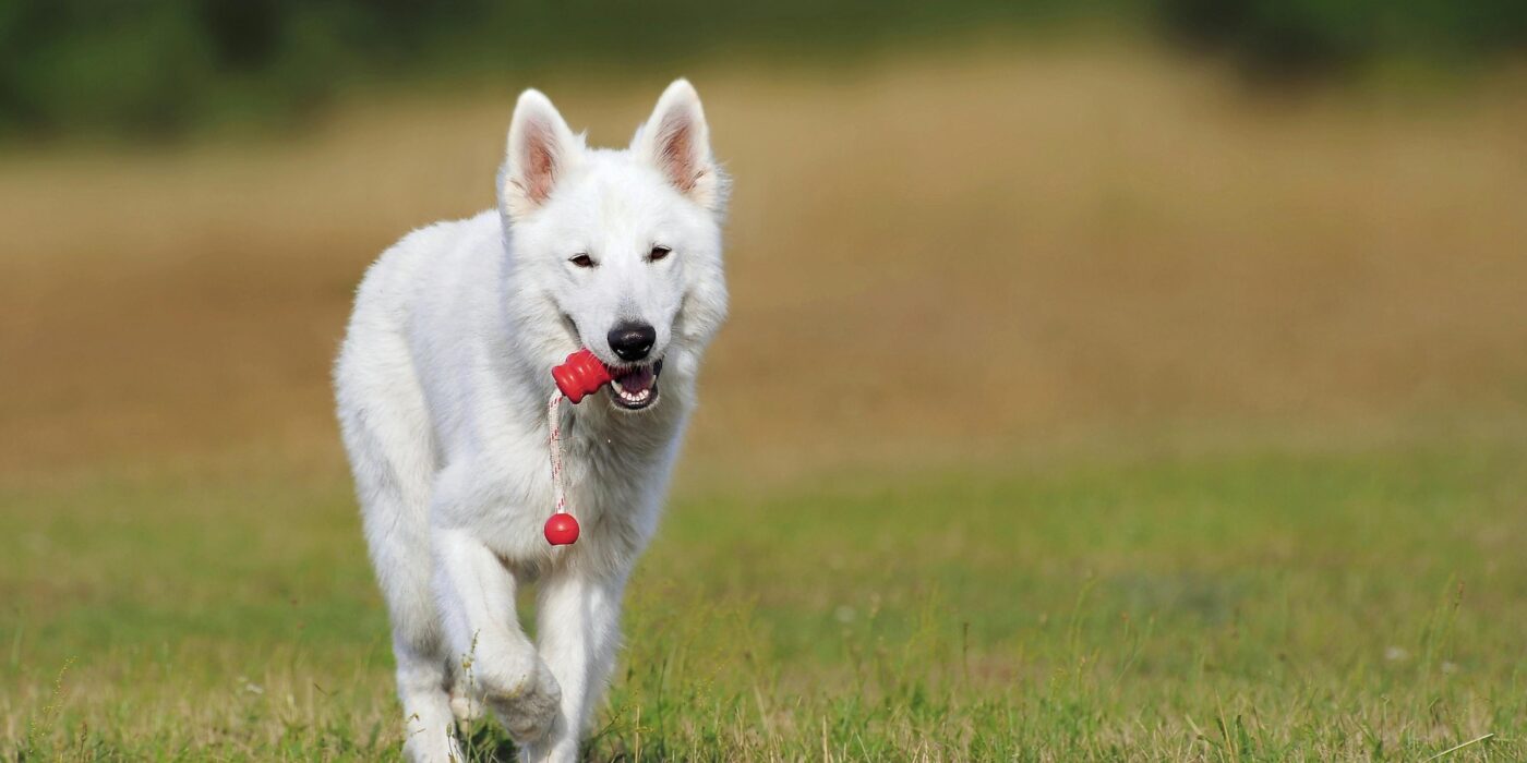 A white dog playing with a toy at Indianapolis dog parks