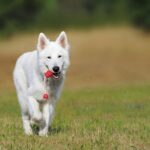 A white dog playing with a toy at Indianapolis dog parks