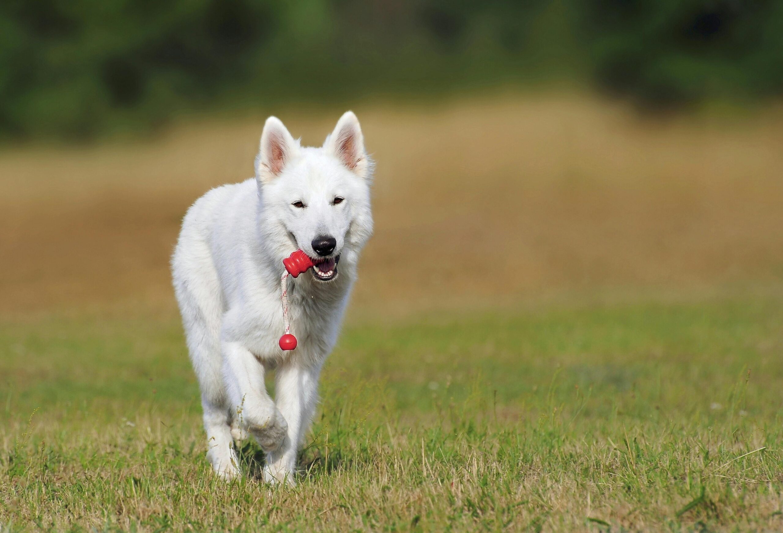 A white dog playing with a toy at Indianapolis dog parks