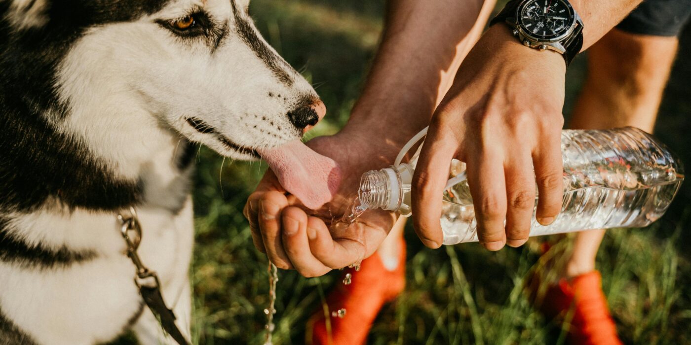 A black and white dog drinking water out of its owner's hand as an outdoor dog water solution