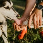 A black and white dog drinking water out of its owner's hand as an outdoor dog water solution