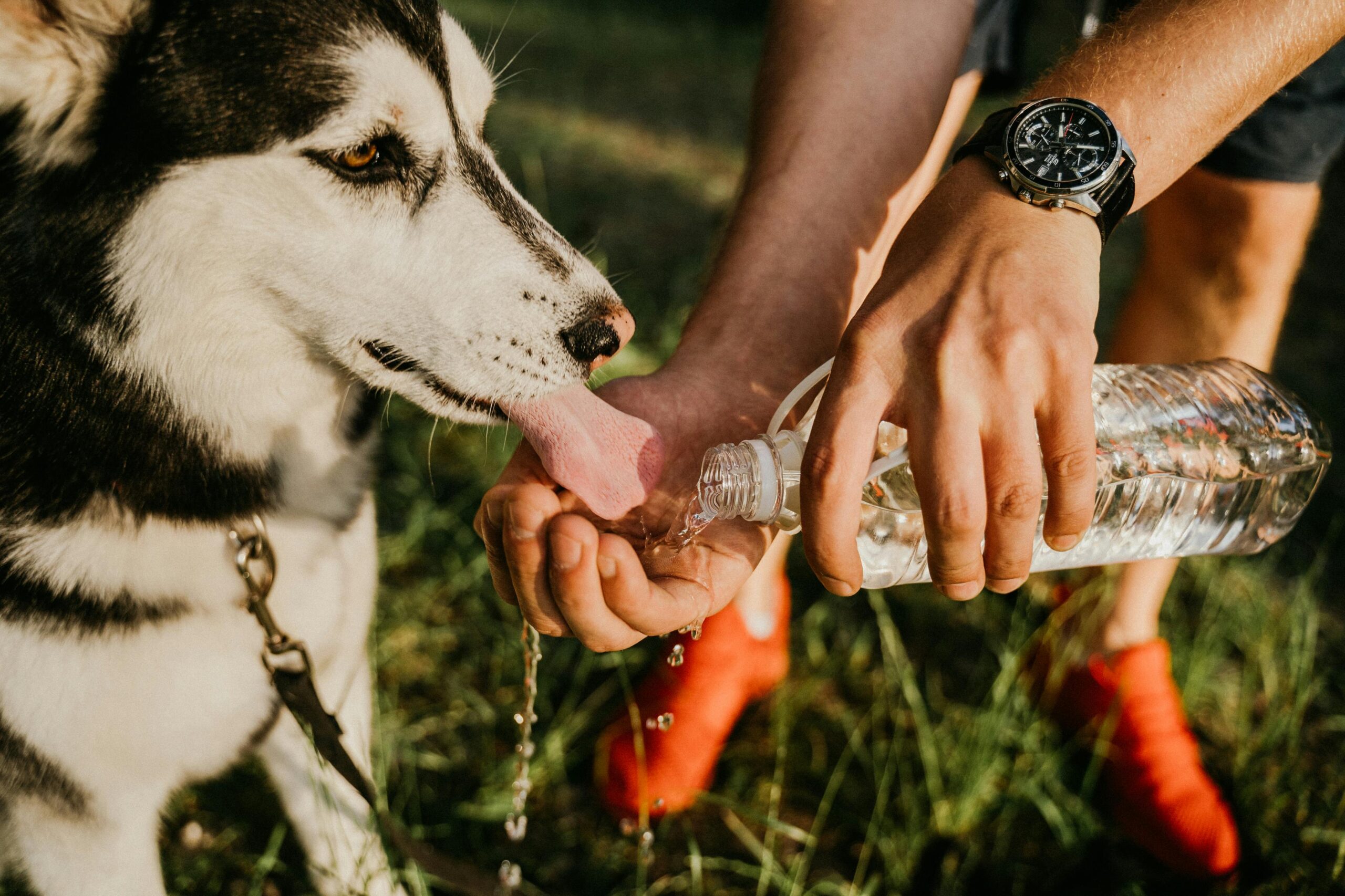 A black and white dog drinking water out of its owner's hand as an outdoor dog water solution
