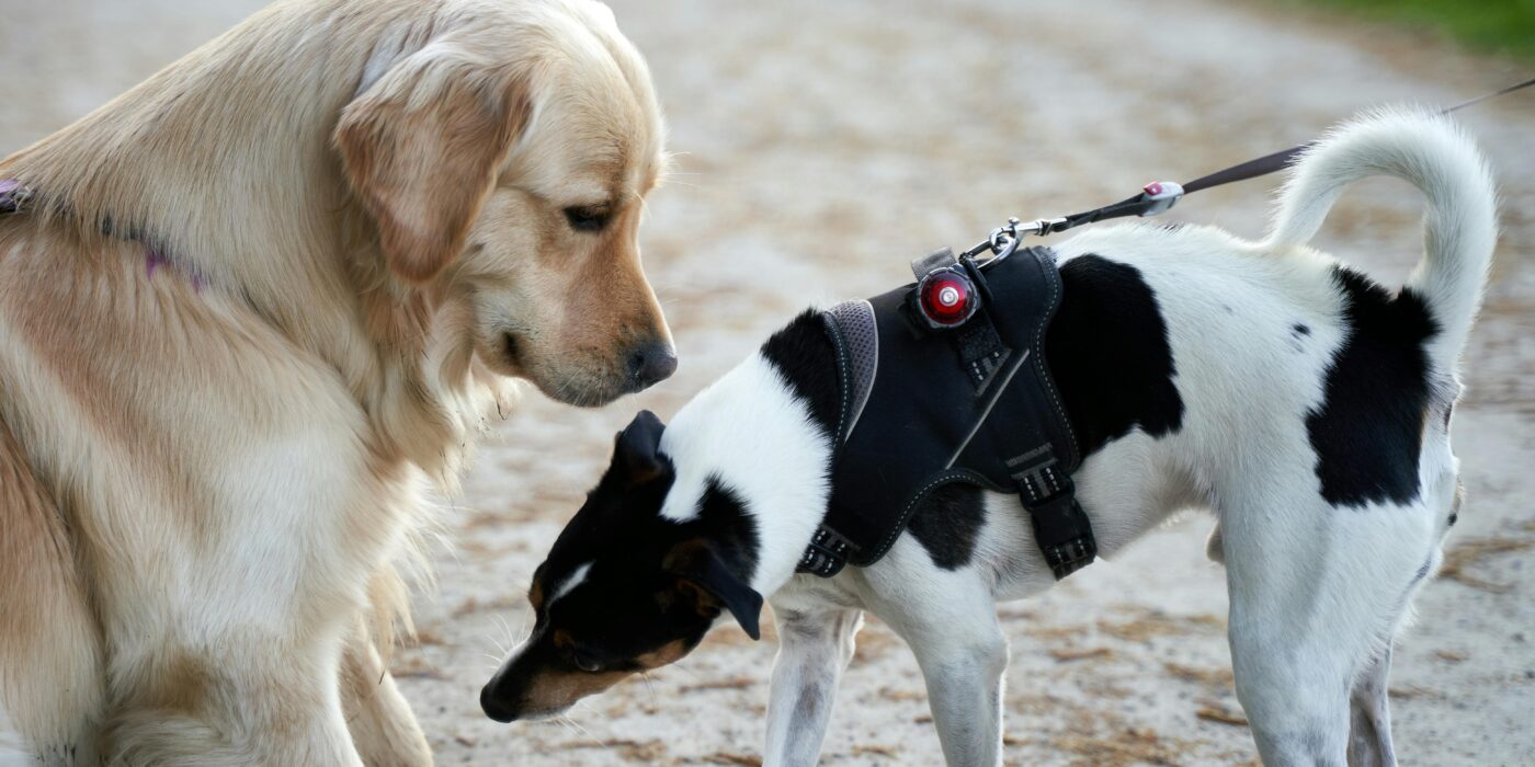 A yellow dog and a black and white dog sniffing each other on a trail learning how to introduce a new puppy