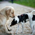 A yellow dog and a black and white dog sniffing each other on a trail learning how to introduce a new puppy
