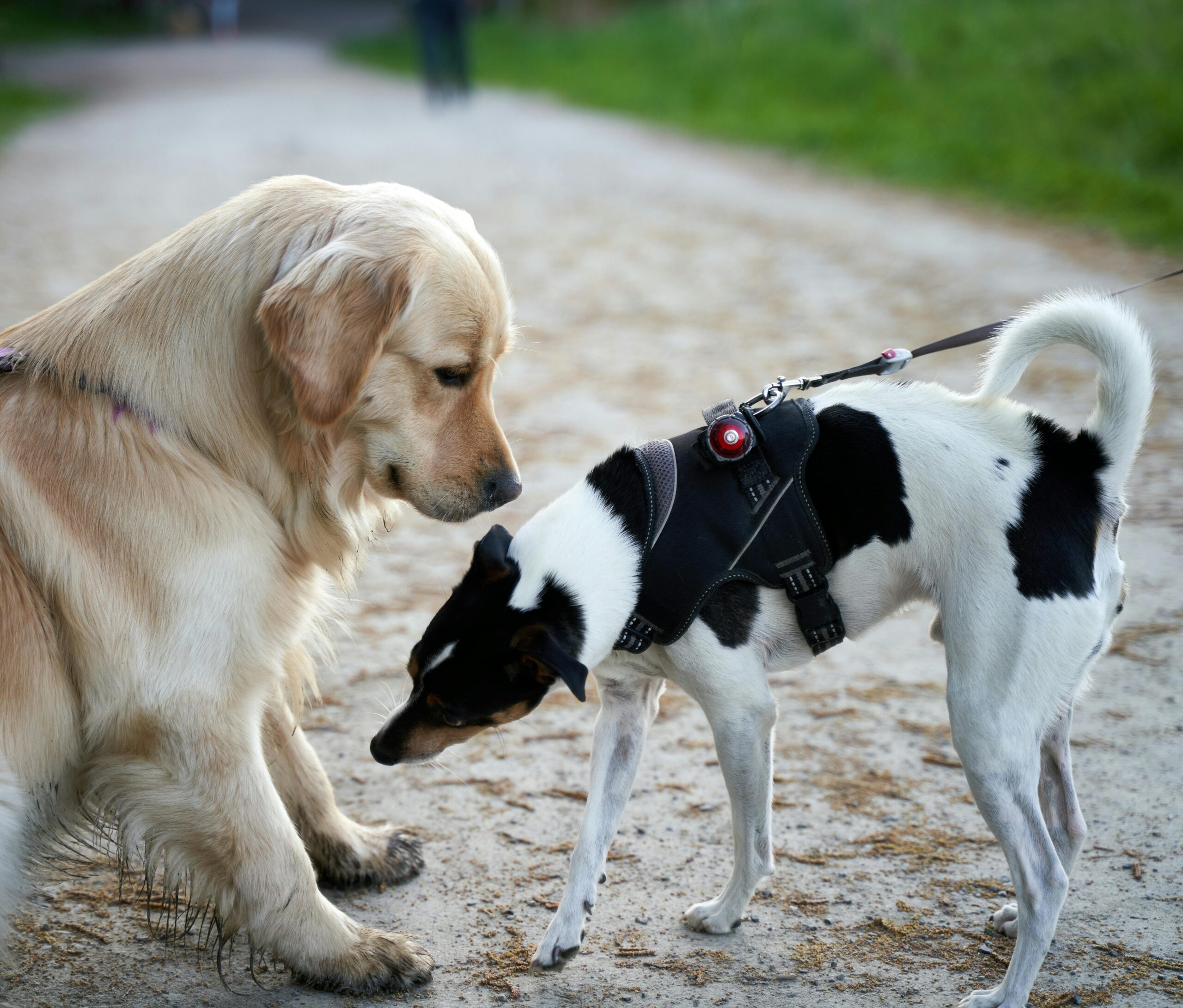 A yellow dog and a black and white dog sniffing each other on a trail learning how to introduce a new puppy