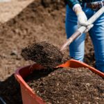 A gardener shoveling brown compost determining if pet waste composting is safe