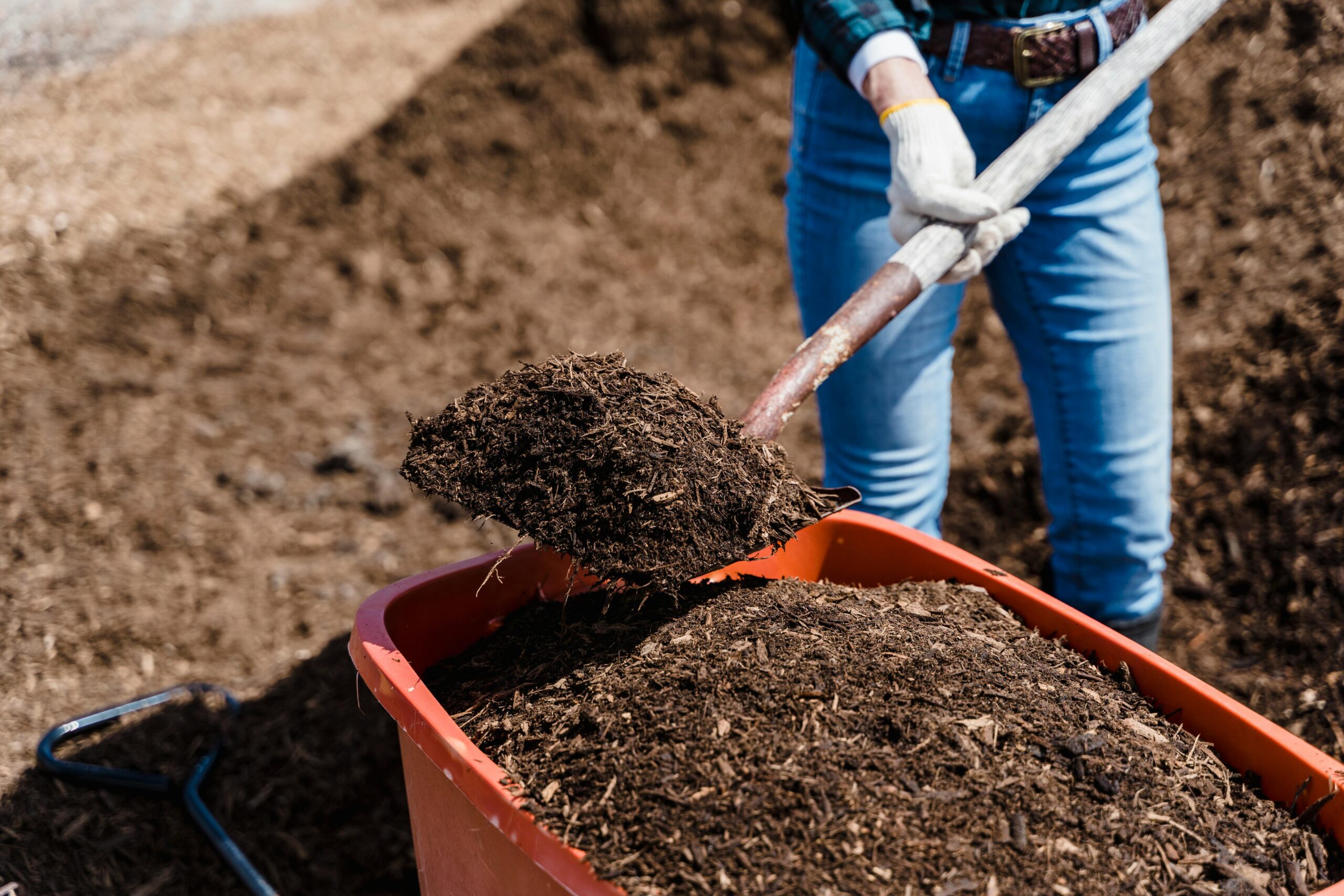A gardener shoveling brown compost determining if pet waste composting is safe