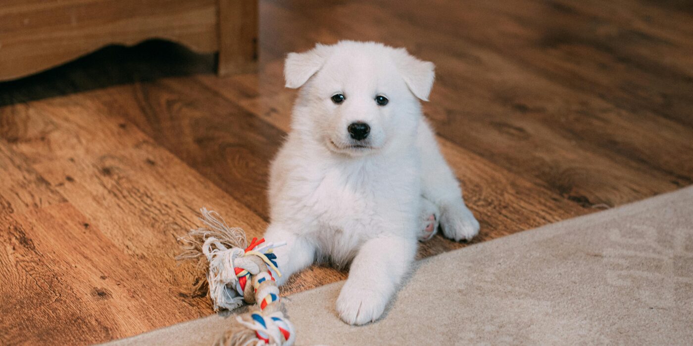 A small white dog sitting on a wood floor with a chew toy waiting to do indoor dog exercises